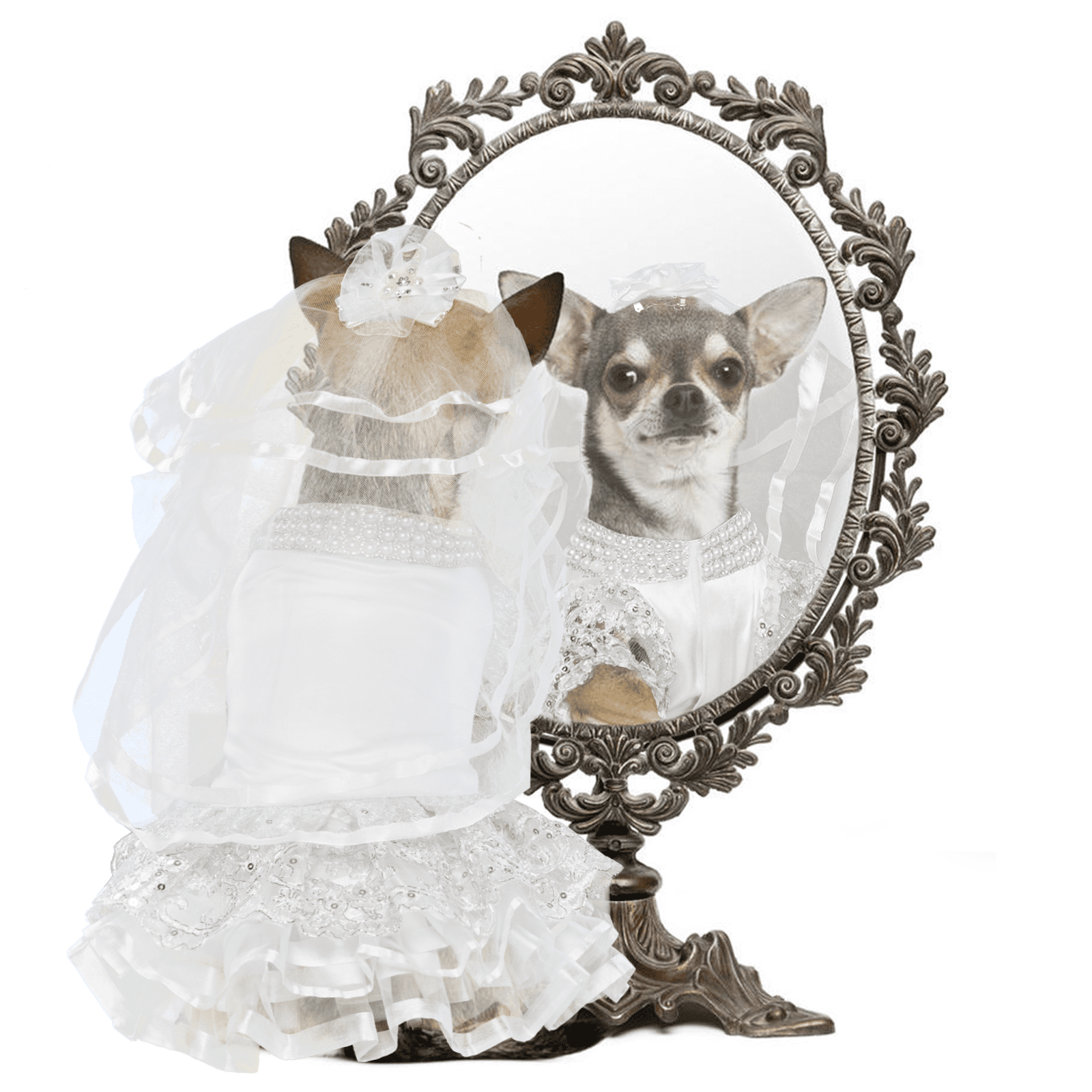 dog wedding dress